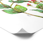 アカハグリ ポスター (角)