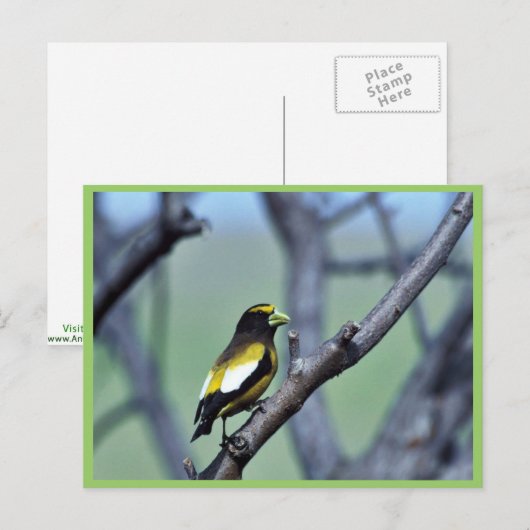 アカハシクロハシ ポストカード (正面/裏面)