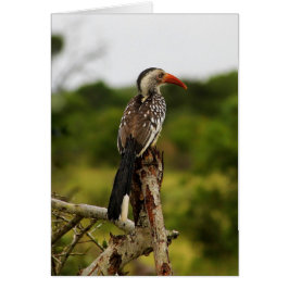 アカハシハシバドリ