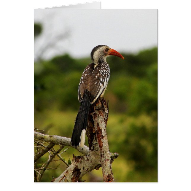 アカハシハシバドリ (正面)