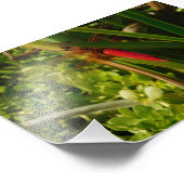 アカハシバエ フォトプリント            (角)