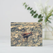 アカハシバエ ポストカード (スタンド正面)