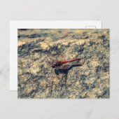 アカハシバエ ポストカード (正面/裏面)