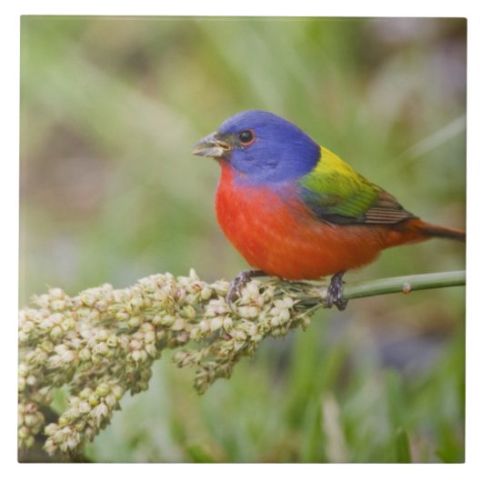 アカハラアメリカゴシキヒワ (Passerian ciris) 雄 採餌 タイル (正面)