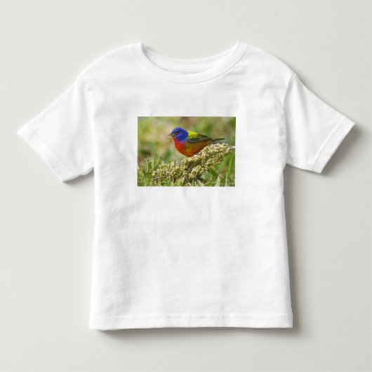 アカハラアメリカホオジロ トドラーTシャツ (正面)