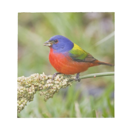 アカハラアメリカホオジロ (Passerian ciris) 雄 採餌 ノートパッド (正面)