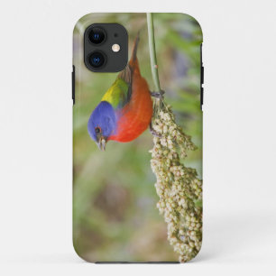 アカハラアメリカホオジロ (Passerian ciris) 雄 採餌 iPhone 11 ケース