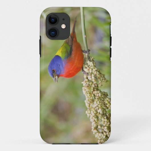 アカハラアメリカホオジロ (Passerian ciris) 雄 採餌 Case-Mate iPhoneケース (裏面)