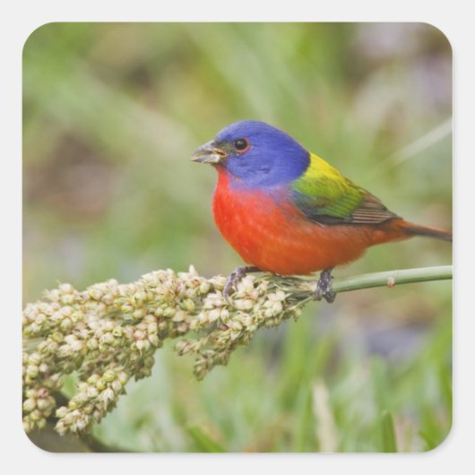 アカハラアメリカホオジロ (Passerian ciris) 雄 餌やり スクエアシール (正面)