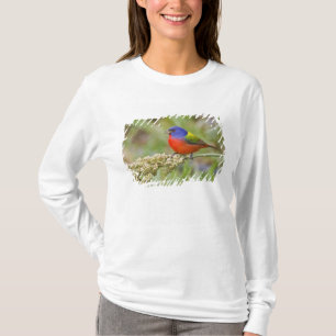 アカハラアメリカホオジロ (Passerian ciris) 雄 餌やり Tシャツ