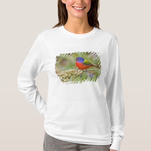 アカハラアメリカホオジロ (Passerian ciris) 雄 餌やり Tシャツ (正面)