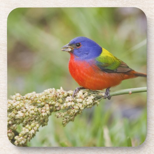 アカハラアメリカホオジロ (Passerian ciris) 雄 餌を食べる コースター (正面)