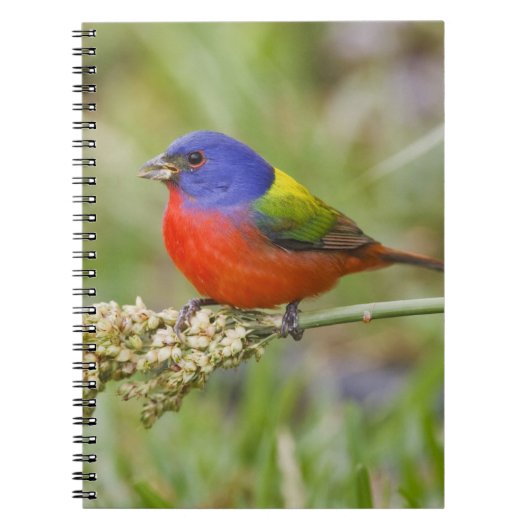 アカハラアメリカホオジロ (Passerian ciris) 雄 餌を食べる ノートブック (正面)