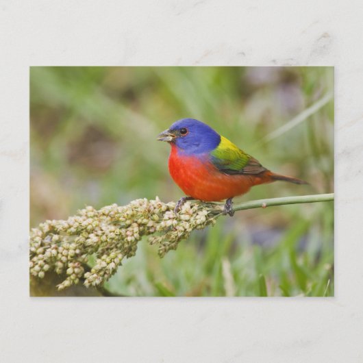 アカハラアメリカホオジロ (Passerian ciris) 雄 餌を食べる ポストカード (正面)