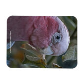 アカハラオウム マグネット (横)