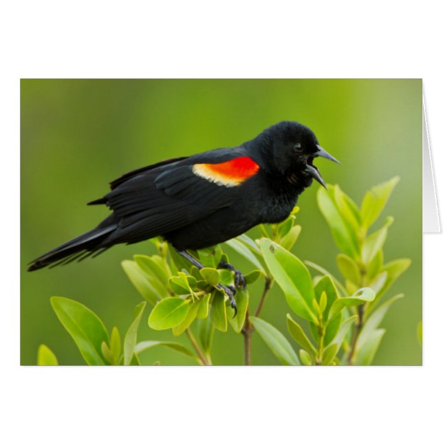 アカハラクロムクドリモドキ (Agelaius Phoeniceus) (正面横)