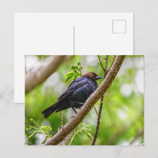 アカバドリ ポストカード (正面/裏面)