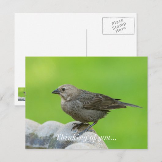 アカバドリ ポストカード (正面/裏面)