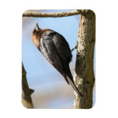 アカバドリ マグネット (縦)