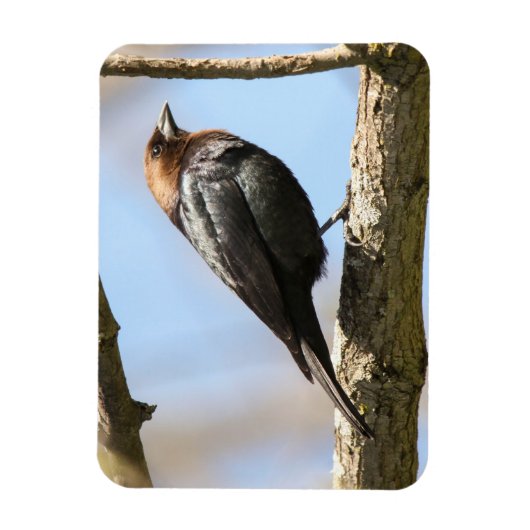 アカバドリ マグネット (縦)