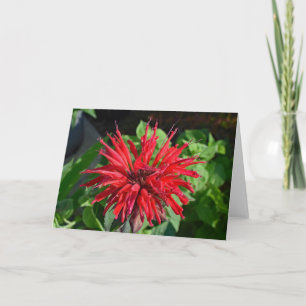 アカバナアメリカヤマオダマキの庭の花の写真(中は無地) カード