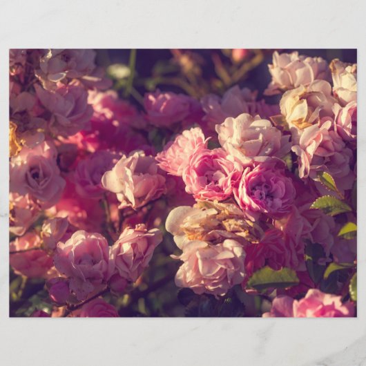 アカバラの低木 (正面)