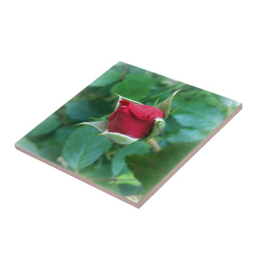 アカバラ タイル (側面)