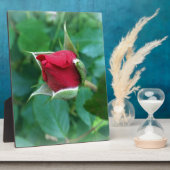 アカバラ フォトプラーク (側面)