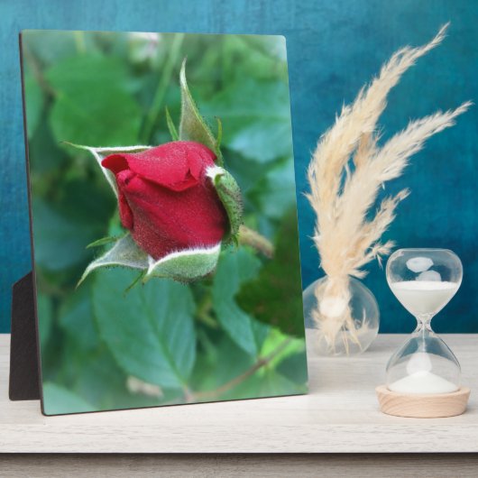 アカバラ フォトプラーク (側面)