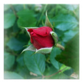 アカバラ ポスター (正面)