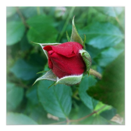 アカバラ ポスター (正面)