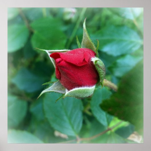 アカバラ ポスター (正面)