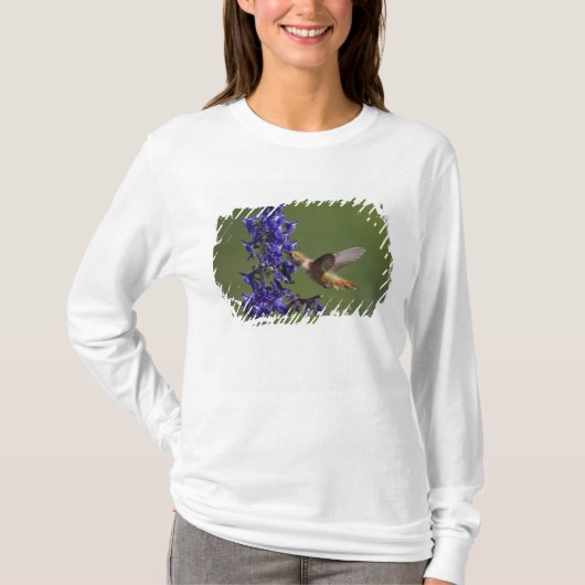 アカヒメハチドリ Tシャツ (正面)