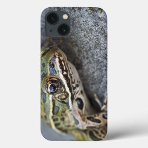 アカヒレアマガエル、シースルーアイランド、 iPhone 13ケース