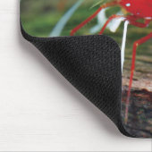 アカビエビ マウスパッド (コーナー)