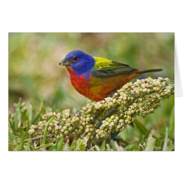 アカフウキンチョウ (正面横)