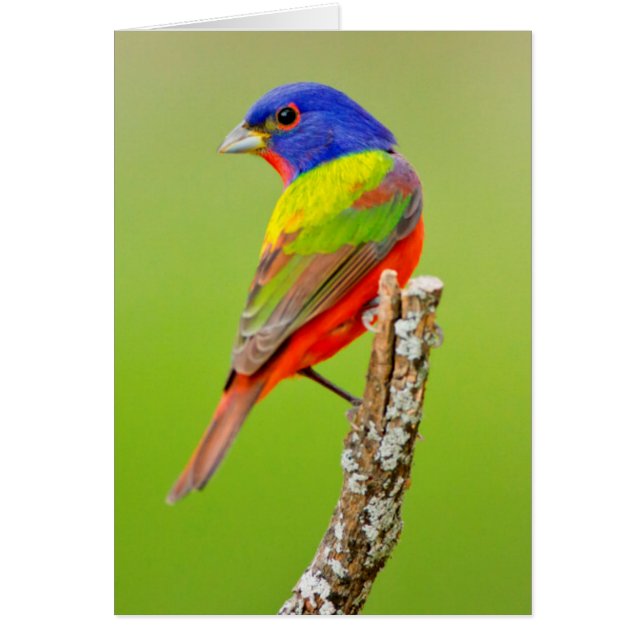 アカフウキンチョウ (Passerina ciris) オス 止まり木 (正面)