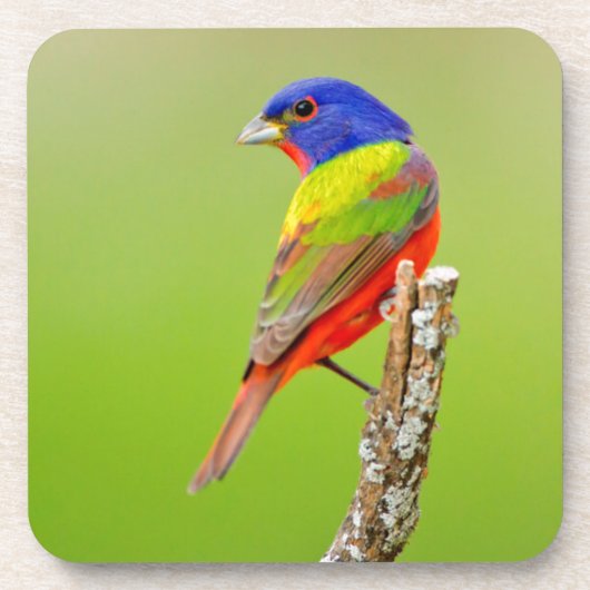 アカフウキンチョウ (Passerina ciris) オス 止まり木 コースター (正面)