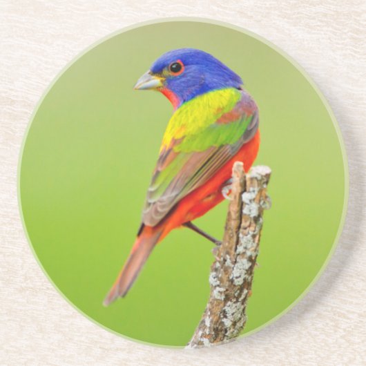 アカフウキンチョウ (Passerina ciris) オス 止まり木 コースター (正面)