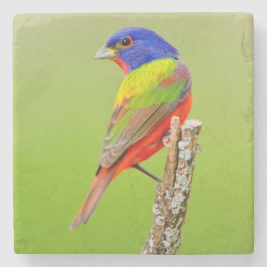 アカフウキンチョウ (Passerina ciris) 止まり木の雄 ストーンコースター (正面)