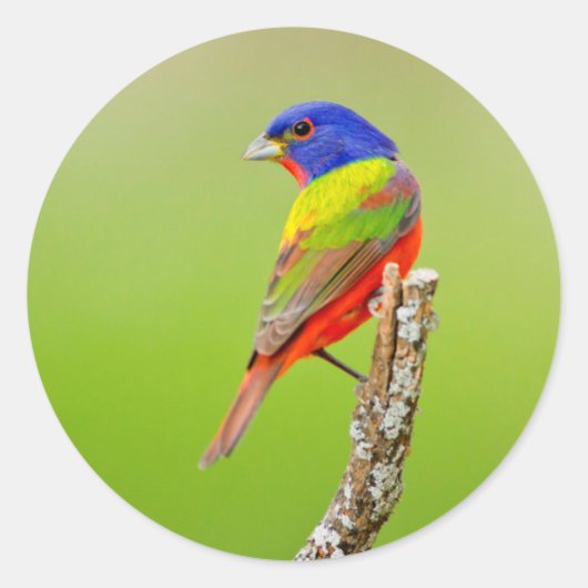 アカフウキンチョウ (Passerina ciris) 止まり木の雄 ラウンドシール (正面)