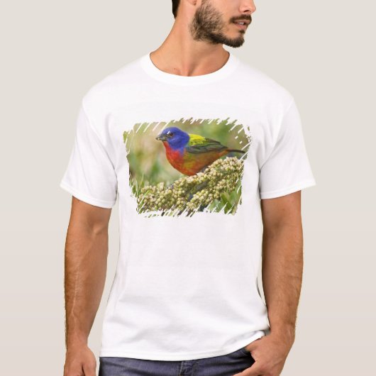 アカフウキンチョウ Tシャツ (正面)