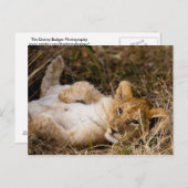 アカブズシエスタ ポストカード (正面/裏面)