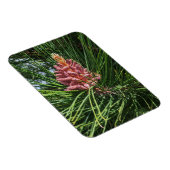 アカマツ花粉症 マグネット (右側)