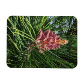 アカマツ花粉症 マグネット (横)