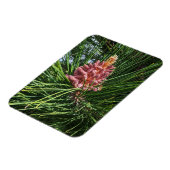 アカマツ花粉症 マグネット (左側)