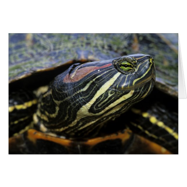 アカミミガメ, Trachemys scripta elegans, 2 (正面横)