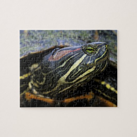 アカミミガメ, Trachemys scripta elegans, 2 ジグソーパズル (横)