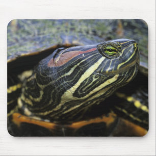 アカミミガメ, Trachemys scripta elegans, 2 マウスパッド
