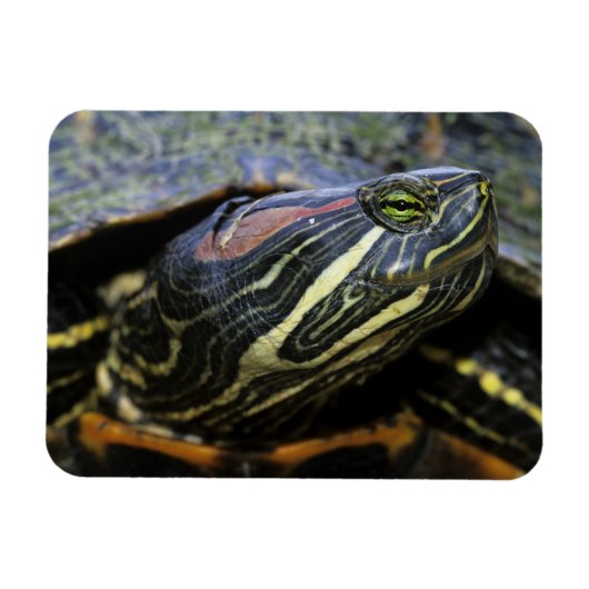 アカミミガメ, Trachemys scripta elegans, 2 マグネット (横)